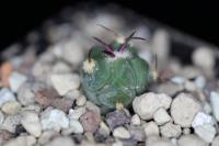 Echinocactus horizonthalonius MMR 72.2